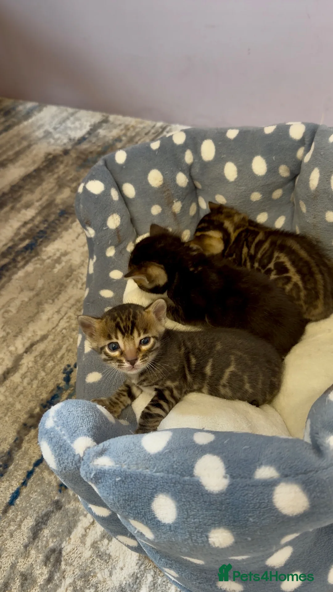 Bengal cats for sale: 3 Bengals Boys - Coco Chanel 1st Litter  in Blackburn - Advert 2
