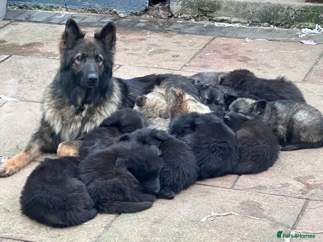 German Shepherd dogs for sale: KC registered German shepherds  - Advert 13
