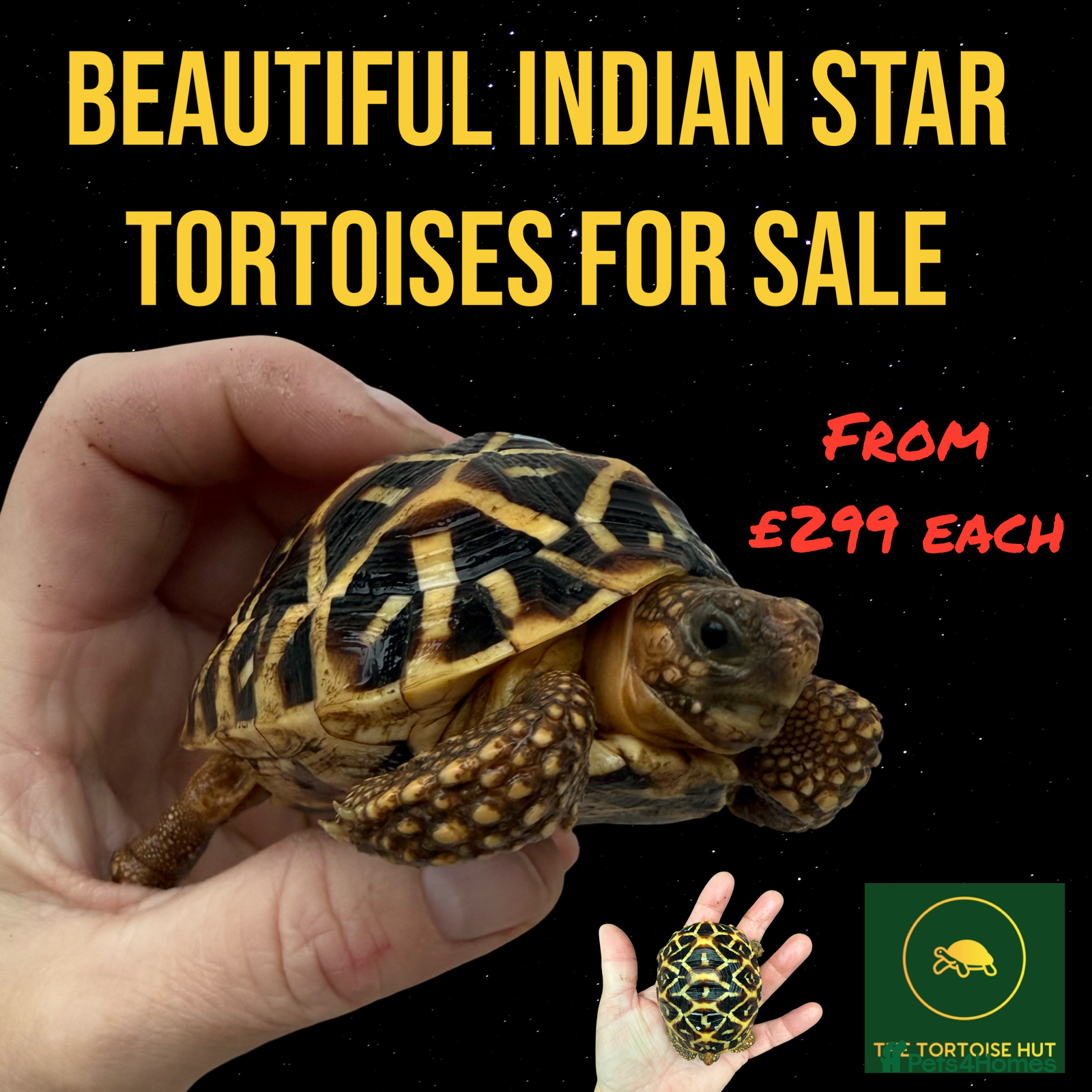 Tortoise reptiles Beautiful baby Indian star tortoises for sale  - Advert 16