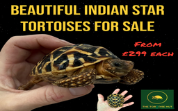 Tortoise reptiles for sale: Beautiful baby Indian star tortoises for sale  - Advert 1