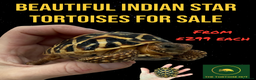 Tortoise reptiles for sale: Beautiful baby Indian star tortoises for sale  - Advert 1