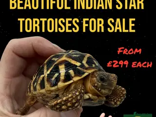 Tortoise reptiles Beautiful baby Indian star tortoises for sale - Advert 19