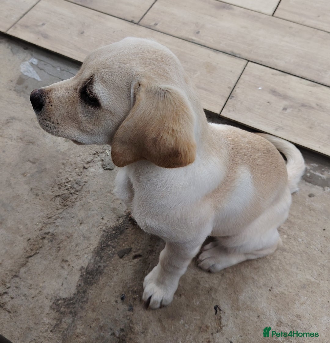 Labrador Retriever dogs for sale: Labrador retriver - Advert 7