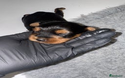 Yorkiepoo dogs for sale: Adorable yorkiepoo puppies ❤️ - Image 7