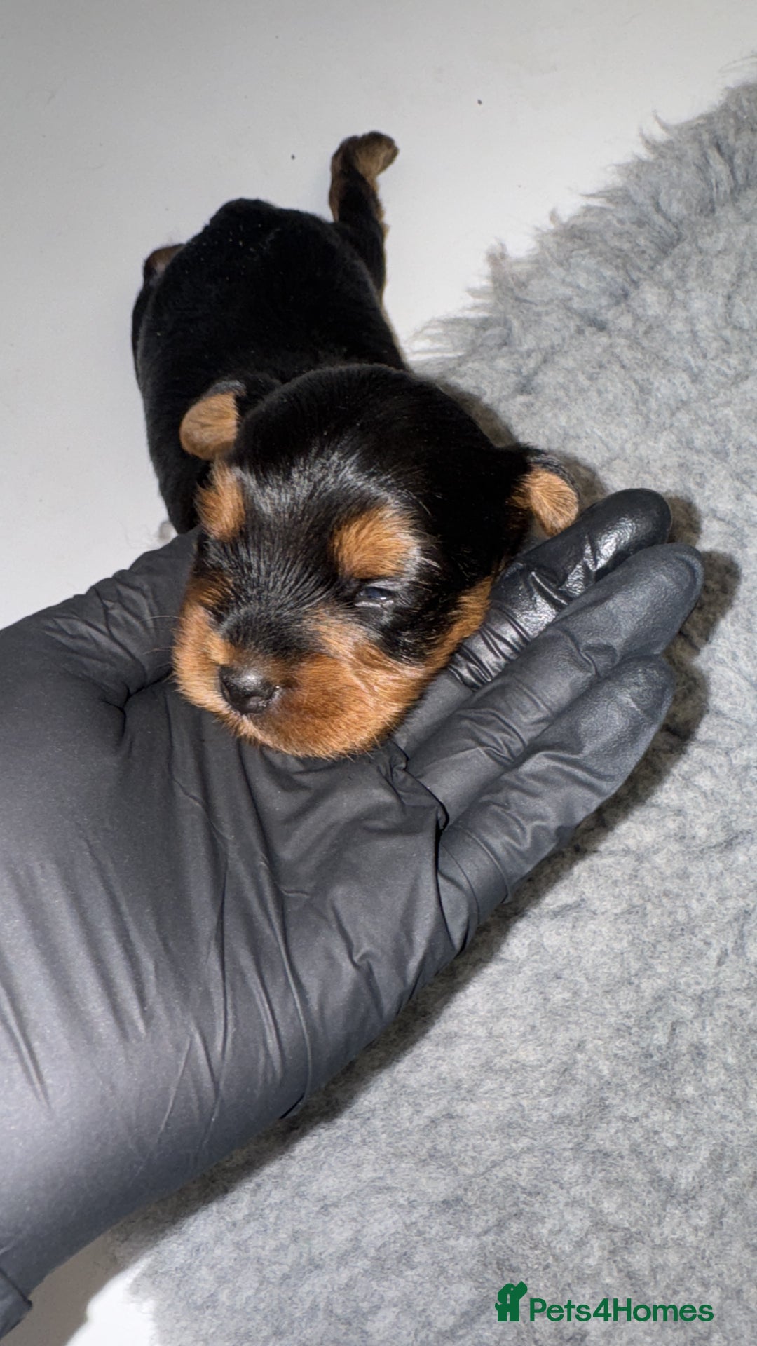 Yorkiepoo dogs for sale: Adorable yorkiepoo puppies ❤️ - Image 7