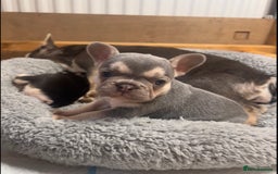 French Bulldog dogs for sale: 🩷5 French bulldog pups for sale🩷 - Image 1
