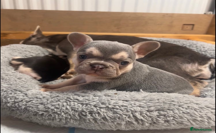 French Bulldog dogs - Advert 1