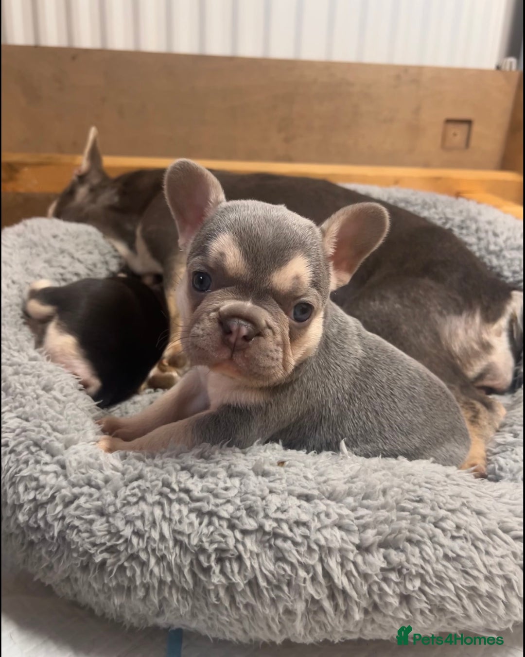 French Bulldog dogs for sale: 🩷5 French bulldog pups for sale🩷 - Image 1