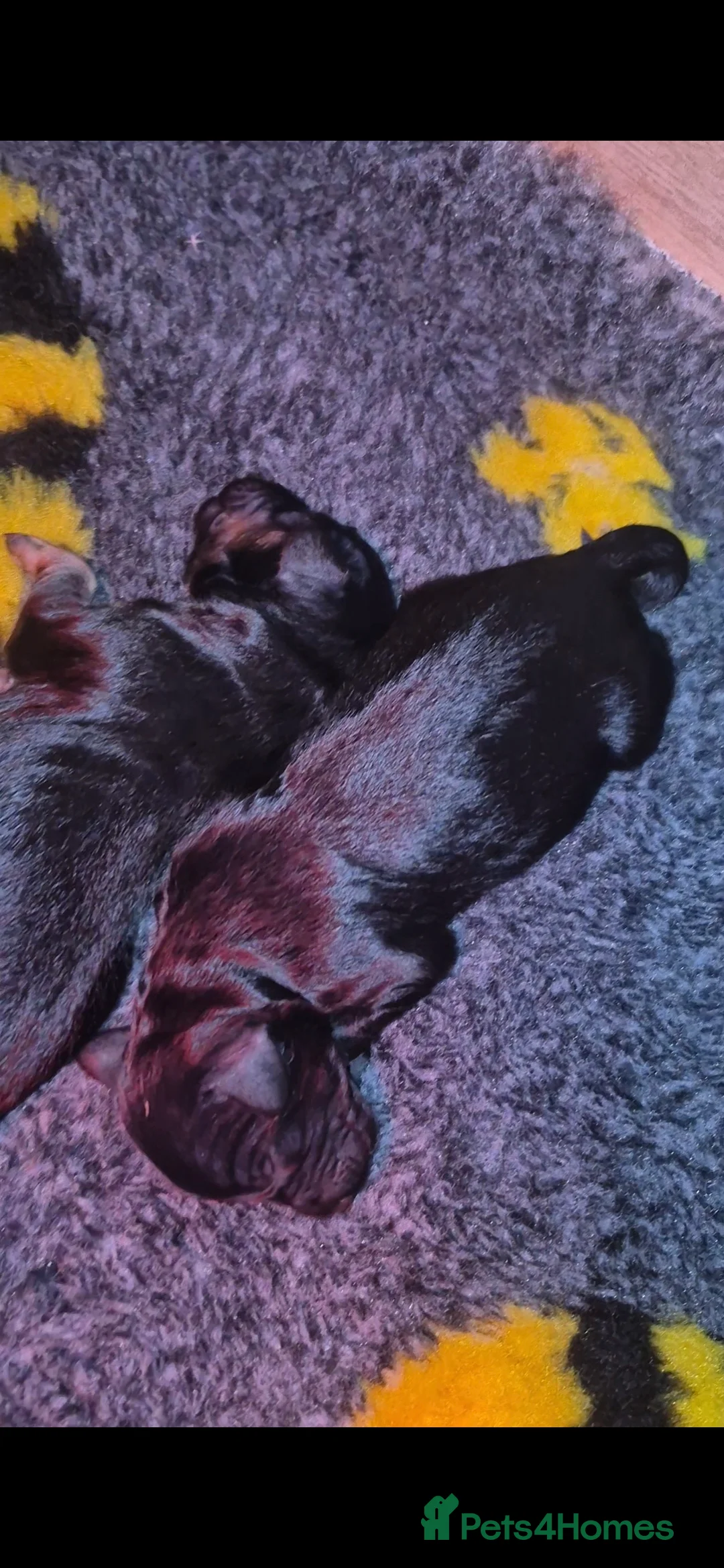 Cockapoo dogs for sale: F1 Cockapoos  - Advert 6