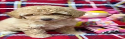 Poochon dogs for sale: Beautiful Teddy Bear Poochon Puppies  - Advert 16