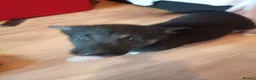 Mixed Breed dogs for sale: Puppies in Stourport-on-Severn - Advert 7