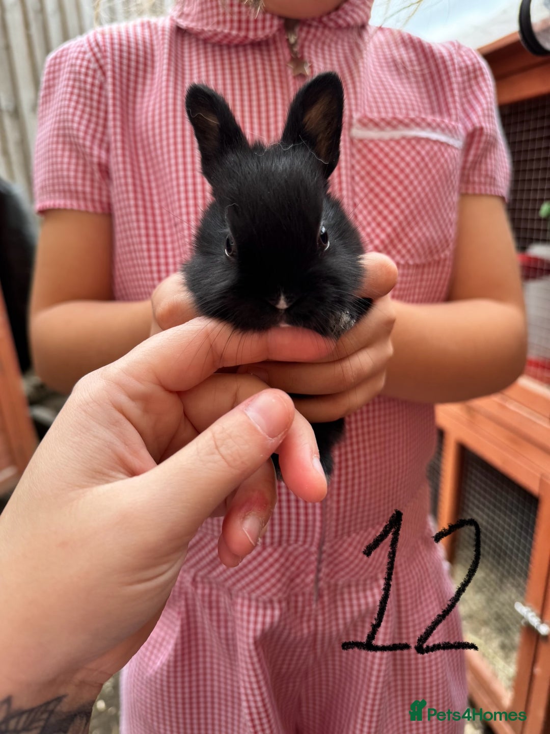 Mixed Breed rabbits for sale: Mixed breed baby bunnies  - Image 12