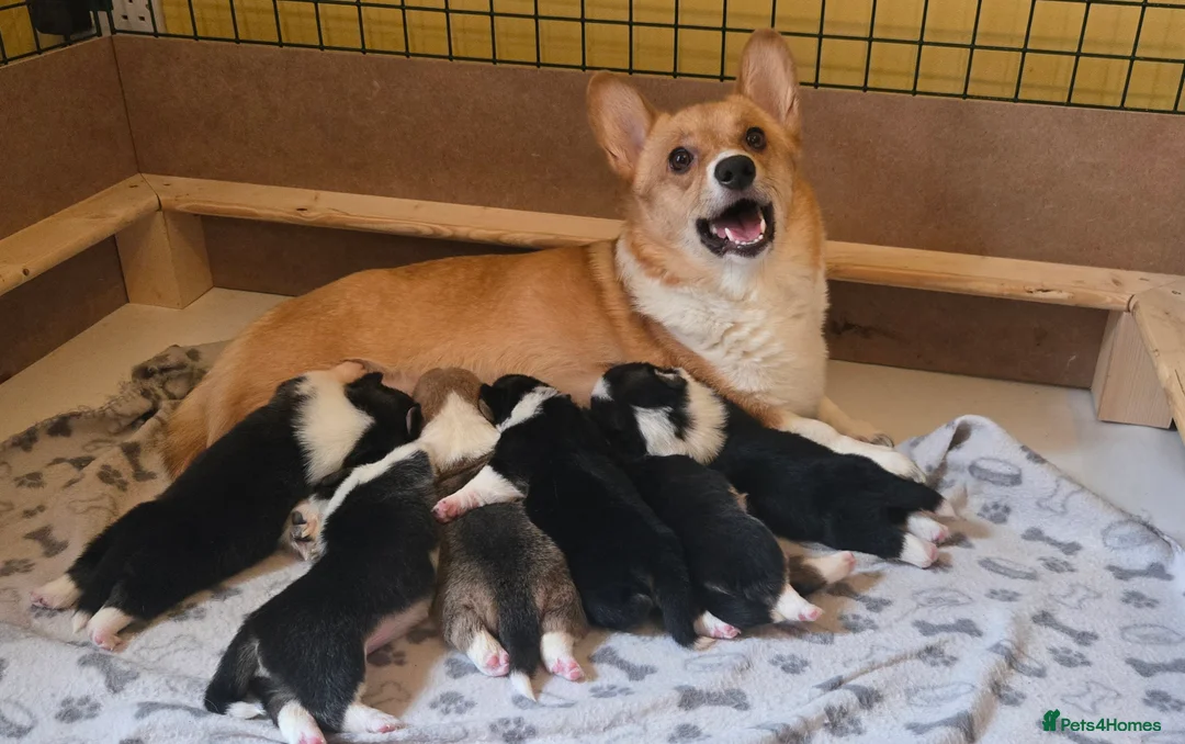 Welsh Corgi Pembroke dogs for sale: Welsh Pembrokeshire Corgis 2 x Boys & 4 x Girls - Advert 1
