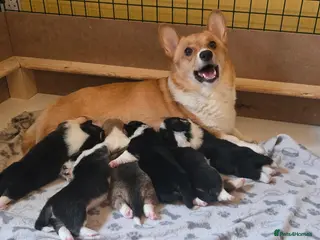 Welsh Corgi Pembroke dogs Welsh Pembrokeshire Corgis 2 x Boys & 4 x Girls - Advert 7