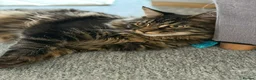 Maine Coon cats for sale: Maine coon cross male  - Advert 2