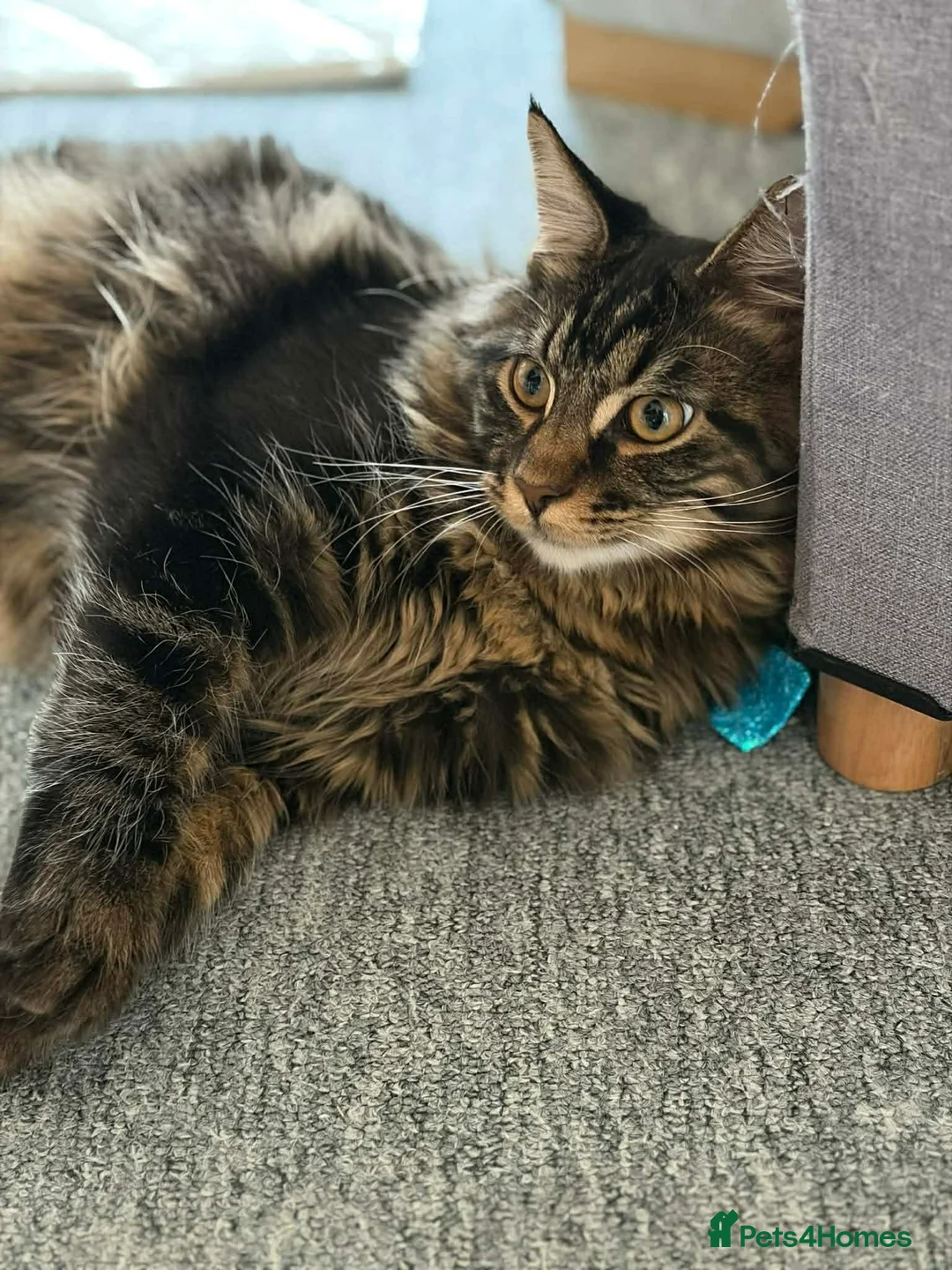 Maine Coon cats for sale: Maine coon cross male  - Advert 2