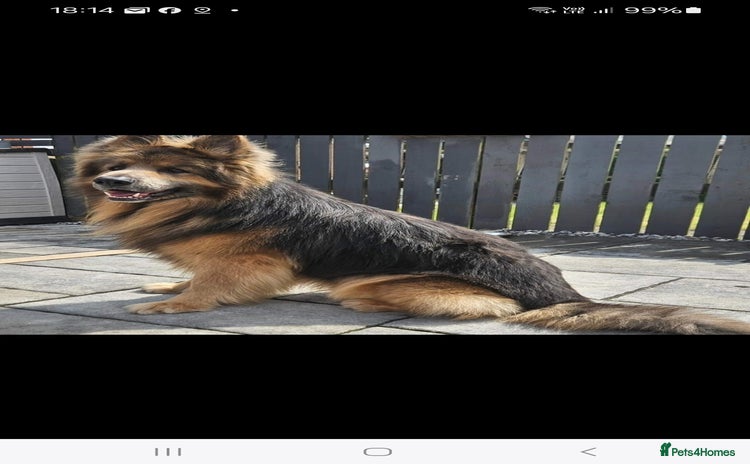 German Shepherd dogs - Advert 1