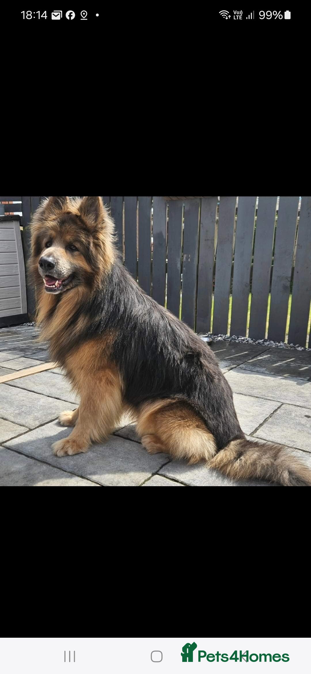 German Shepherd dogs for stud: German shepherd  - Image 1
