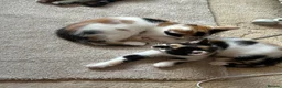 Mixed Breed cats for sale: Beautiful Kittens. Ready now - Advert 11
