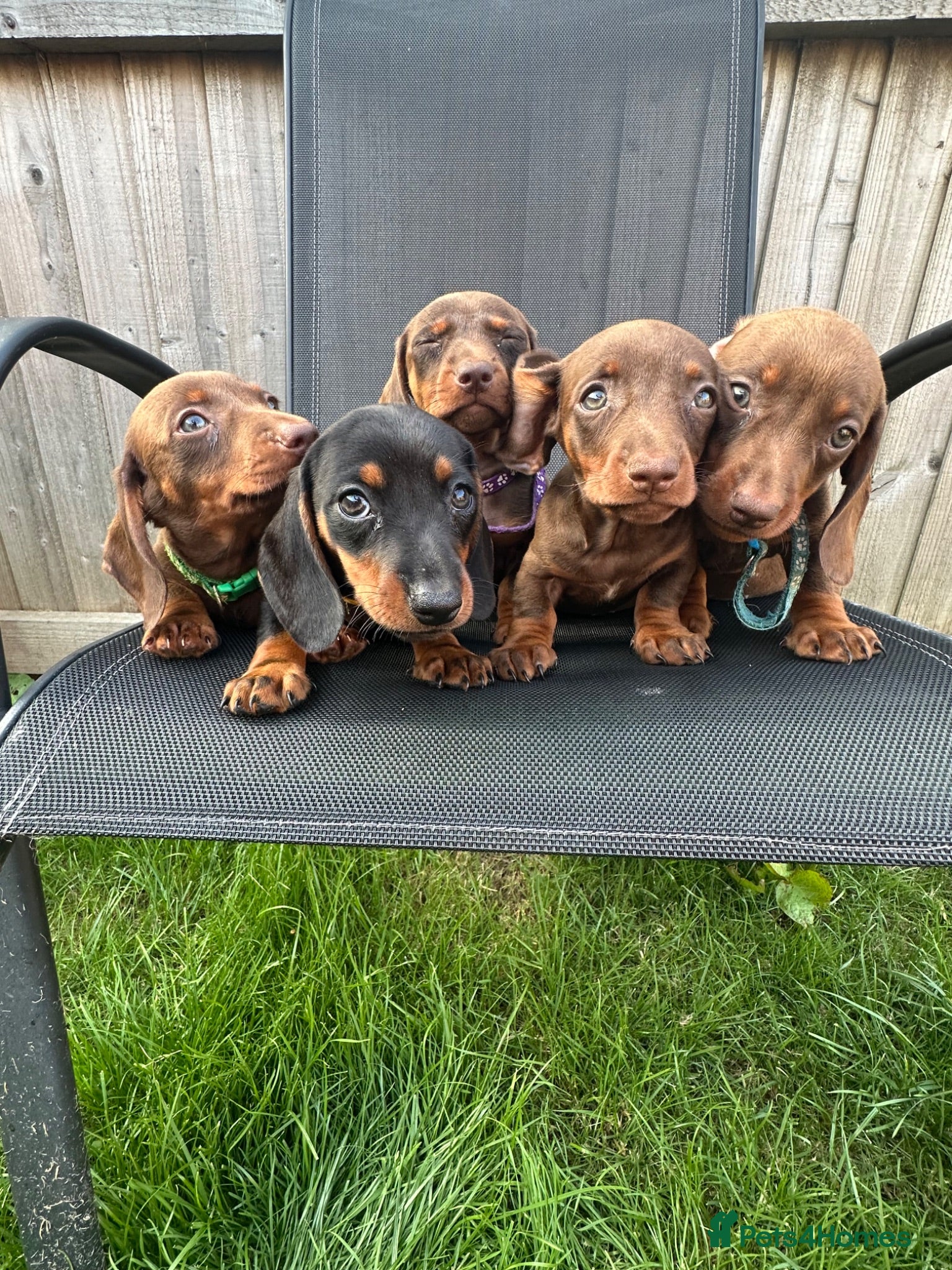 Miniature Dachshund dogs Ready for a new home beautiful mini dachshund  - Advert 10