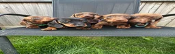 Miniature Dachshund dogs for sale: Beautiful dachshund puppy ready to leave  in Accrington - Advert 4