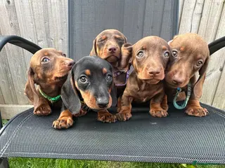 Miniature Dachshund dogs Ready for a new home beautiful mini dachshund - Advert 10