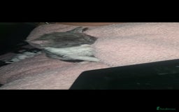 Devon Rex cats for sale: Stunning half devon rex kittens  - Image 3