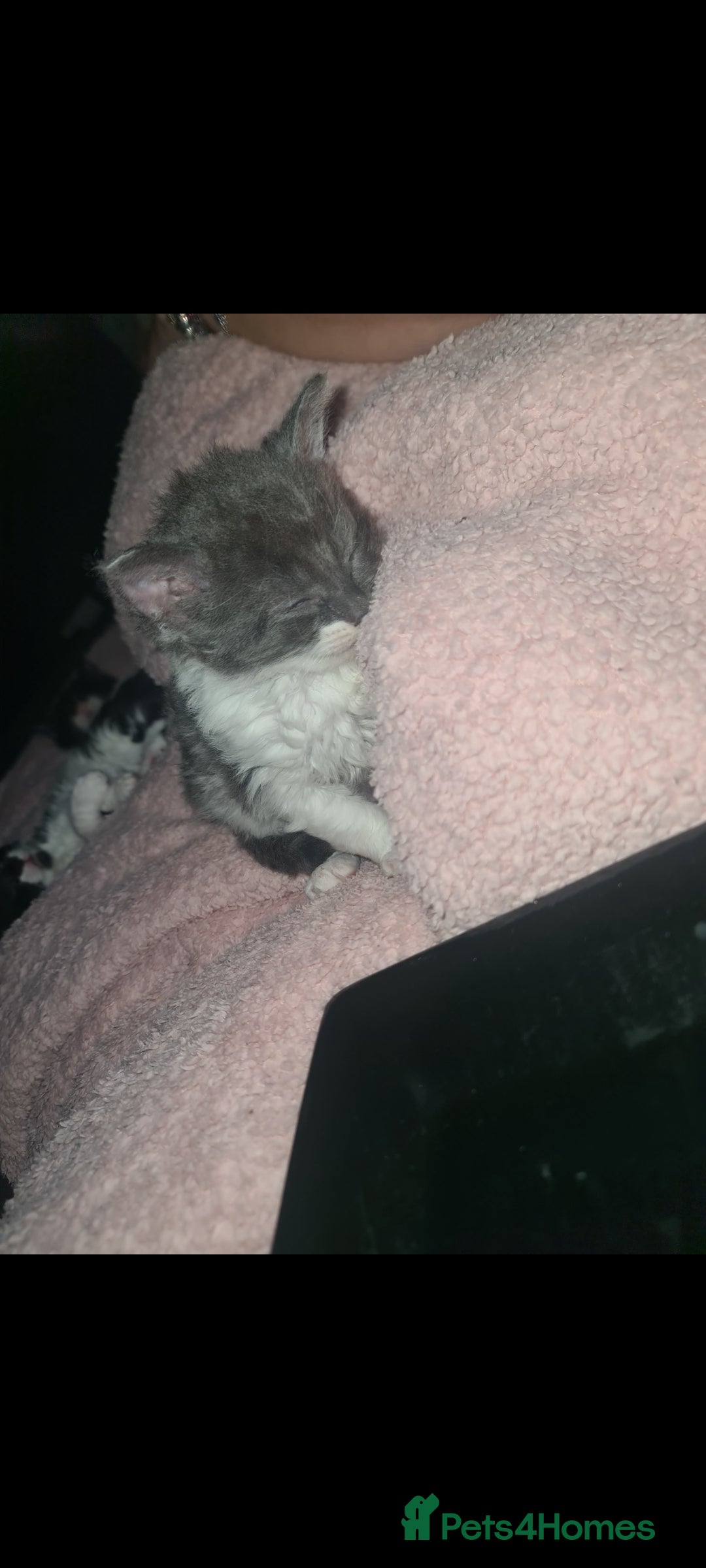 Devon Rex cats for sale: Stunning half devon rex kittens  - Image 3