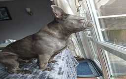 French Bulldog dogs for sale: 3 year year old French bulldog for sale  - Image 3