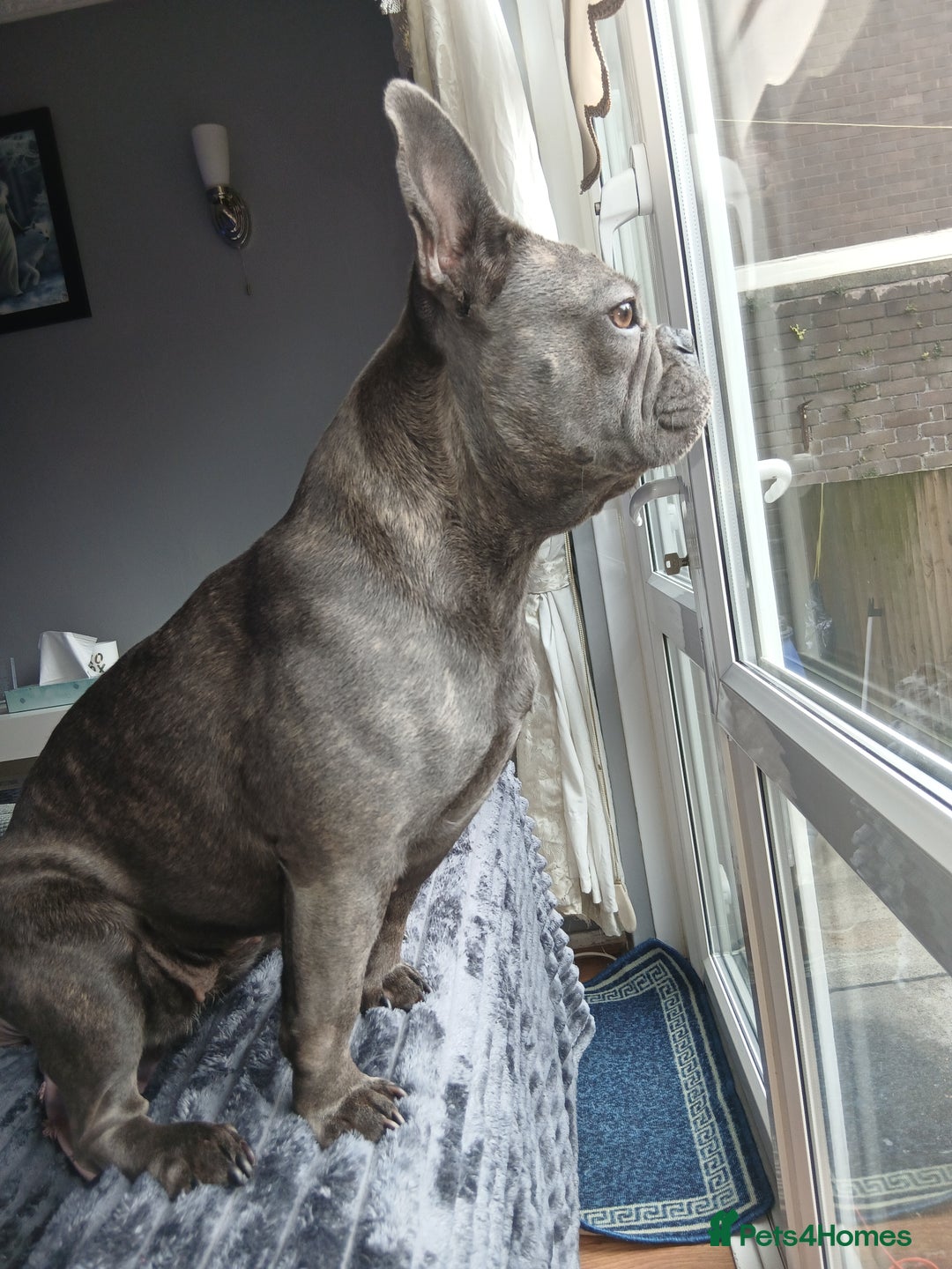 French Bulldog dogs for sale: 3 year year old French bulldog for sale  - Image 3