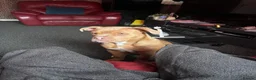 Mixed Breed dogs for sale: Beautiful boy  in Coventry - Advert 5