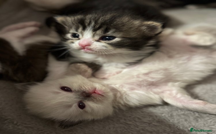 Ragdoll cats - Advert 1