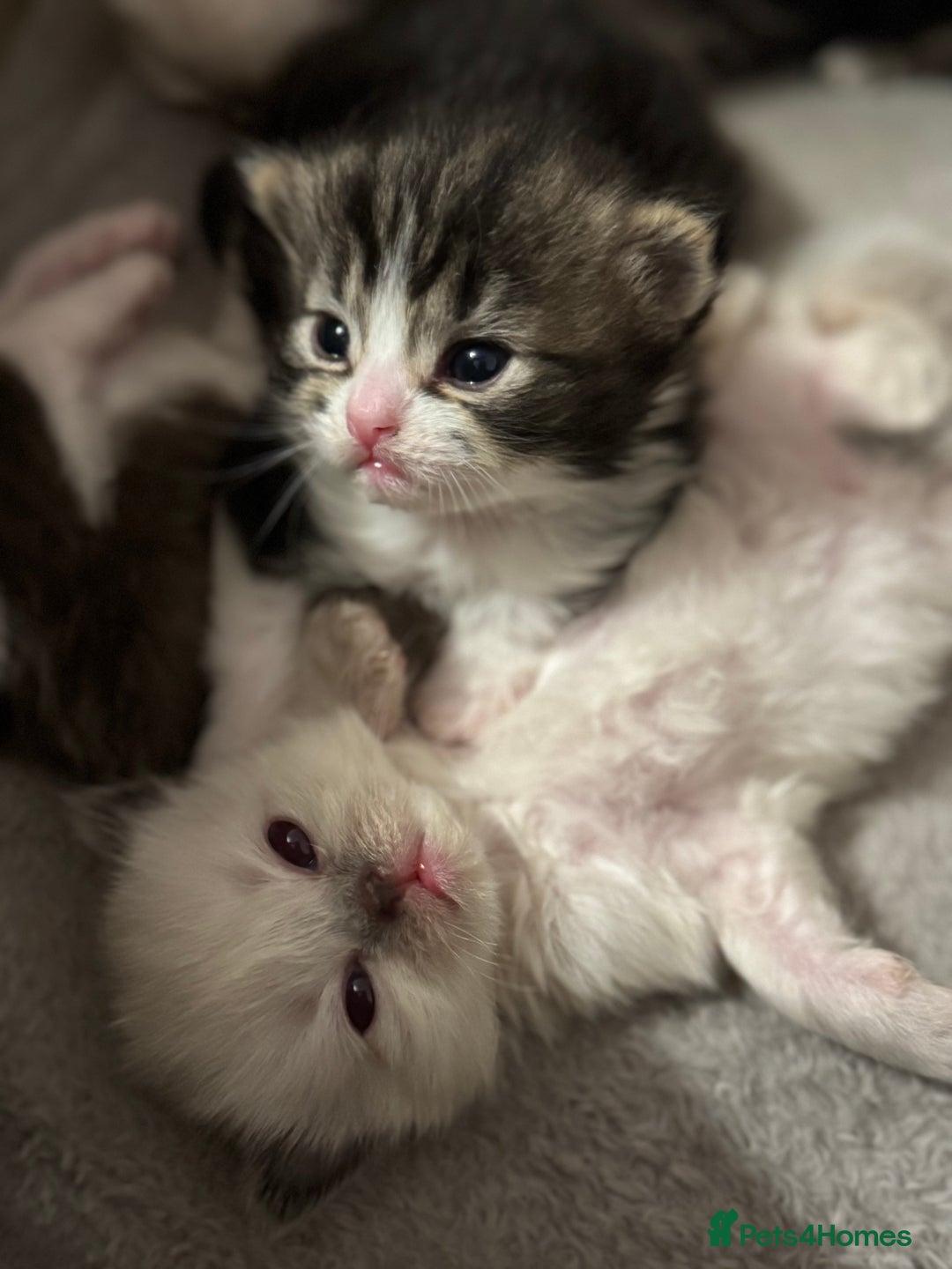 Ragdoll cats for sale: 5 beautiful kittens, 3/4 ragdoll 1/4 tabby - Advert 4