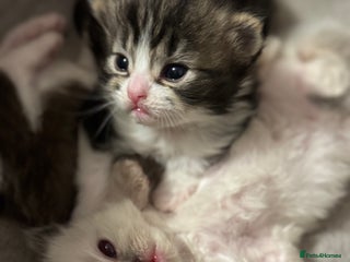 Ragdoll cats - Advert 7