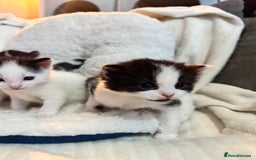 Domestic Shorthair cats for sale: Beautiful litter of kittens - Image 16