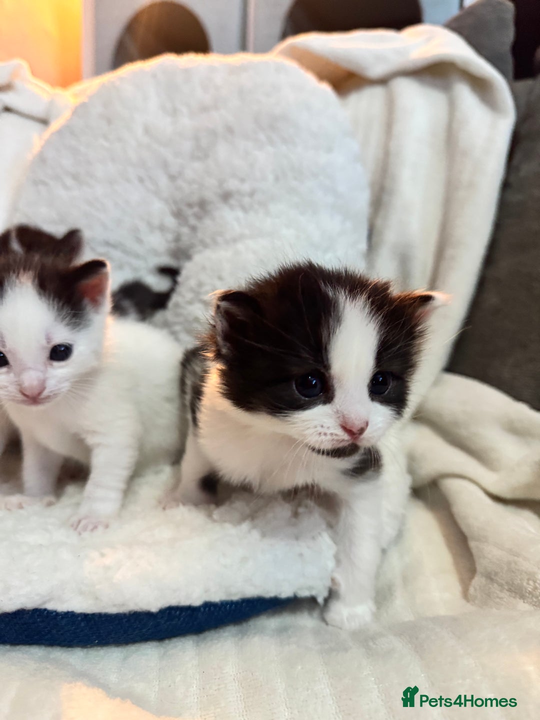 Domestic Shorthair cats for sale: Beautiful litter of kittens - Image 16