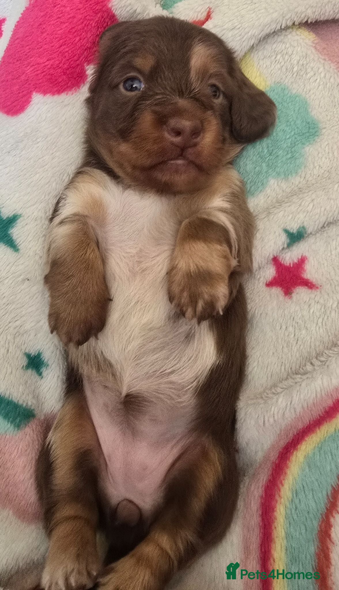 Miniature Dachshund dogs Beautiful Longhair Miniature Dachshund girl - Advert 5
