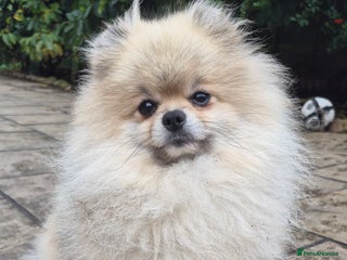 Pomeranian dogs in Castleford - Advert 1