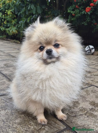 Pomeranian dogs in Castleford - Advert 1