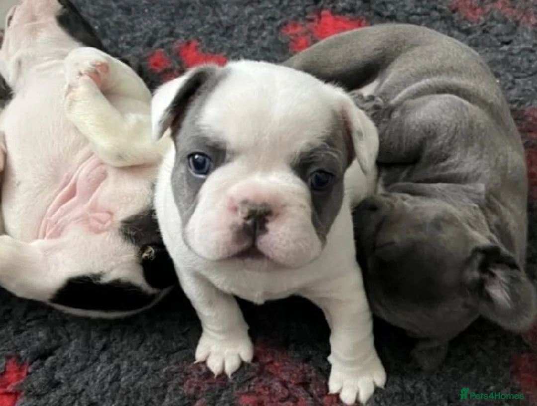 French Bulldog dogs for sale: Confident Pure French Bulldog puppies for sale - Advert 3