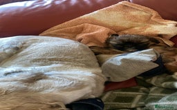 Shih Tzu dogs for sale: Female shih tzu puppy - Image 3