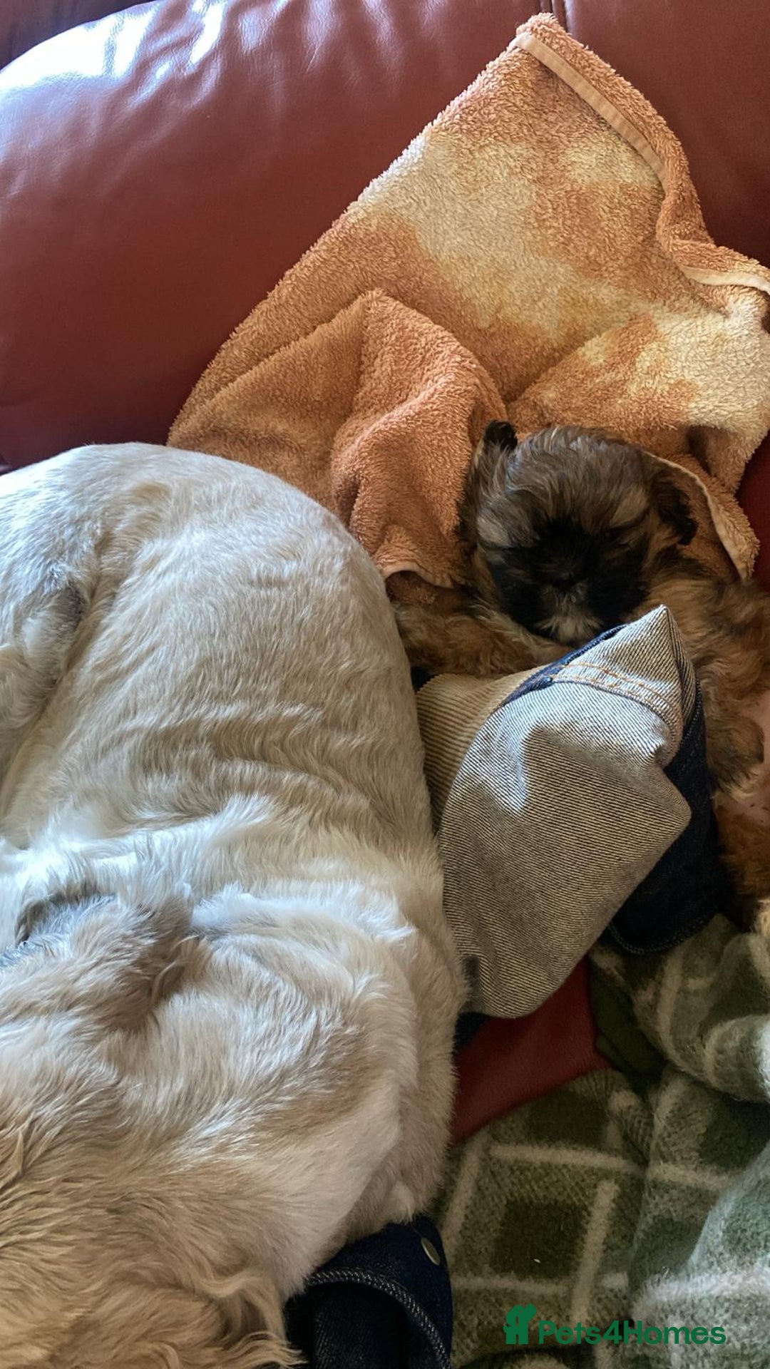 Shih Tzu dogs for sale: Female shih tzu puppy - Image 3