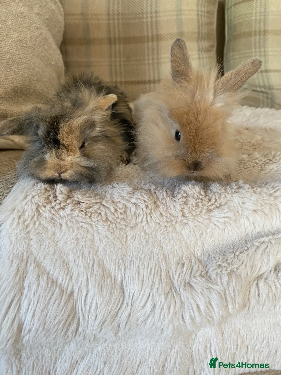 Mini Lion Lop rabbits for sale: Baby Mini Lion Lops in Rotherham - Advert 7