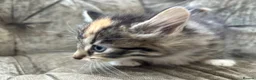 Mixed Breed cats for sale: Long haired female kittens  - Advert 9
