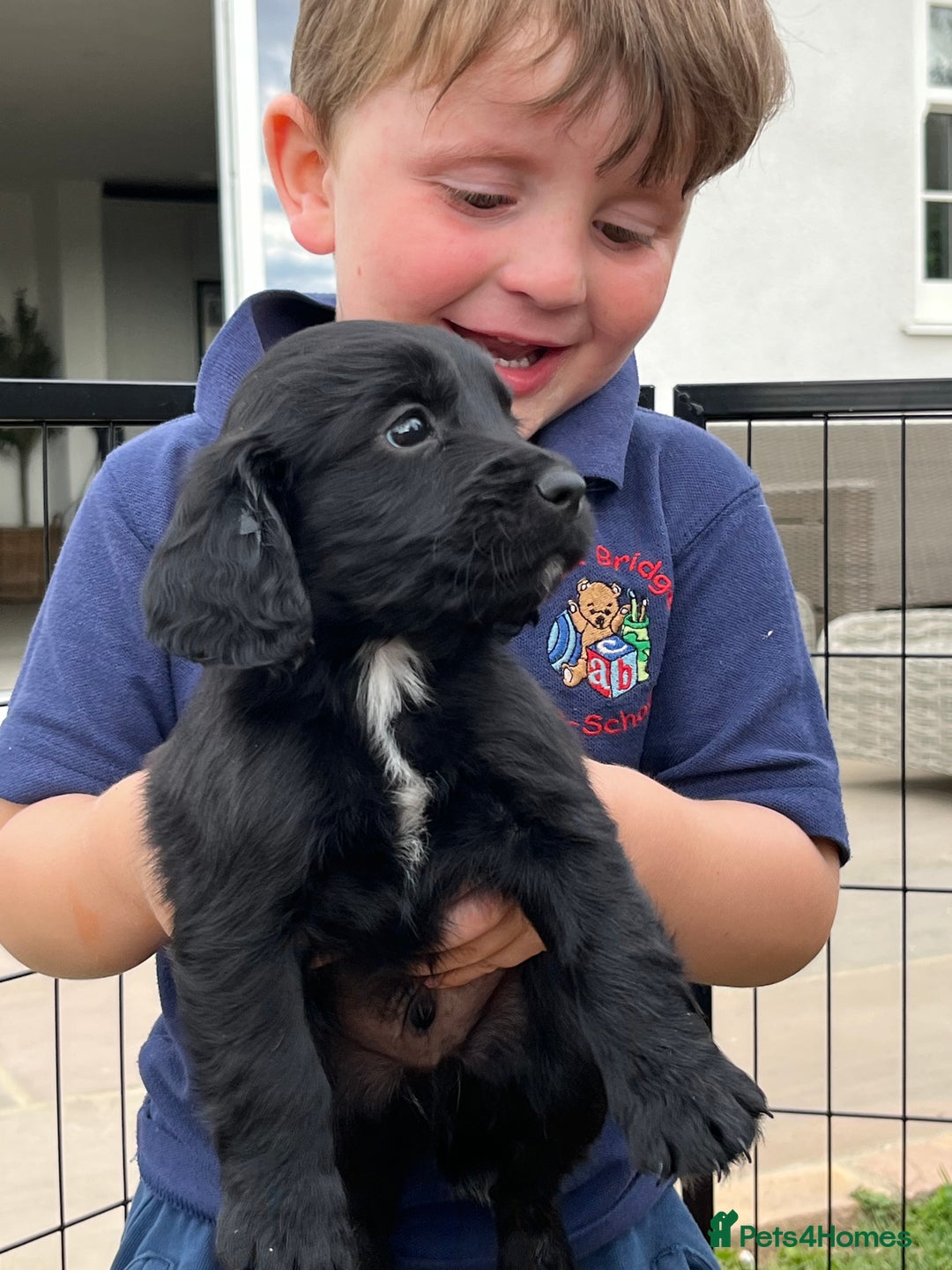 Cocker Spaniel dogs for sale: Black working cocker puppies - Image 5