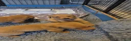 Labrador Retriever dogs for sale: Health Tested KC FoxRed Working Labrador Puppies  - Advert 8