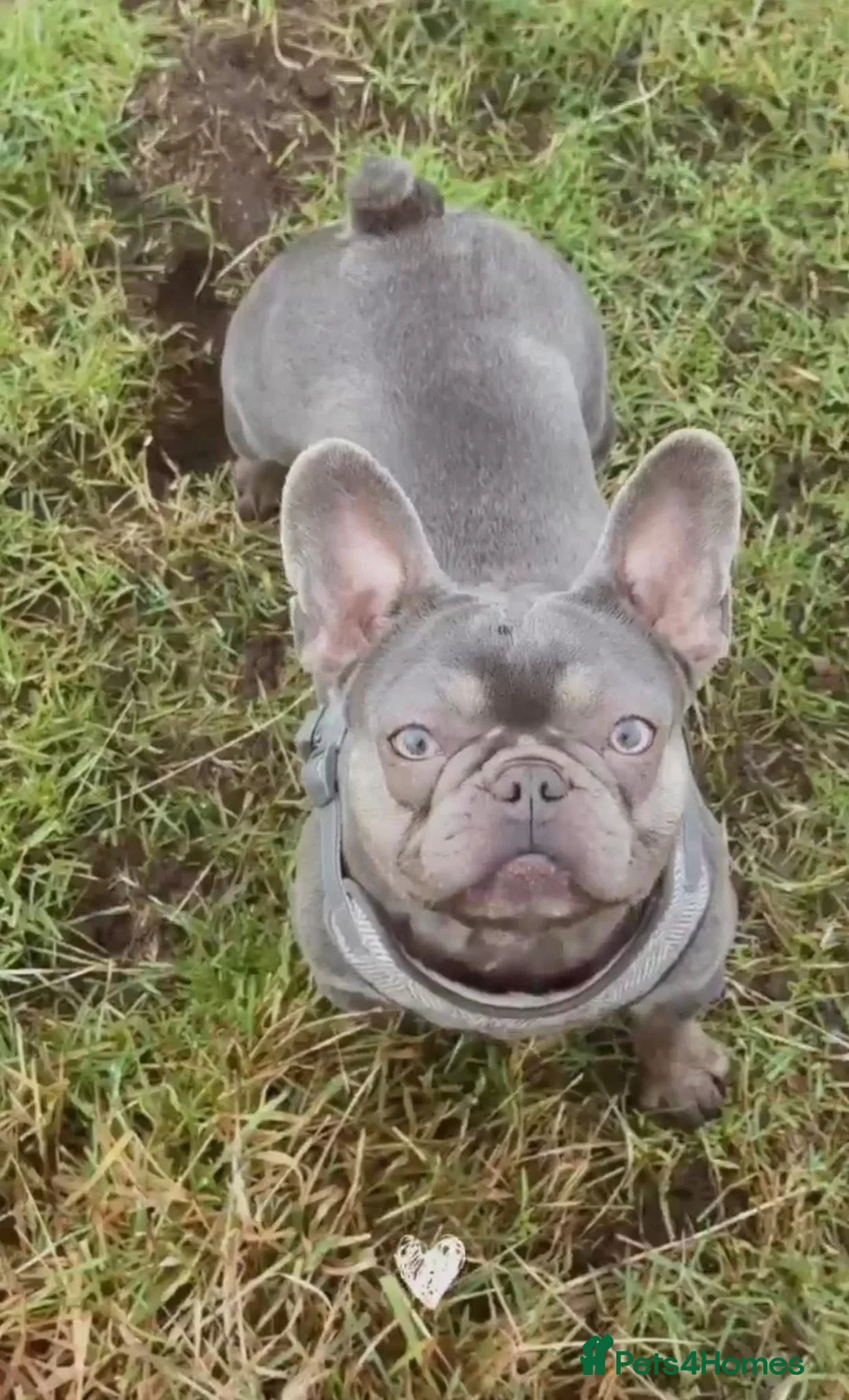French Bulldog dogs for sale: KC registered female French bulldog for sale  - Advert 2