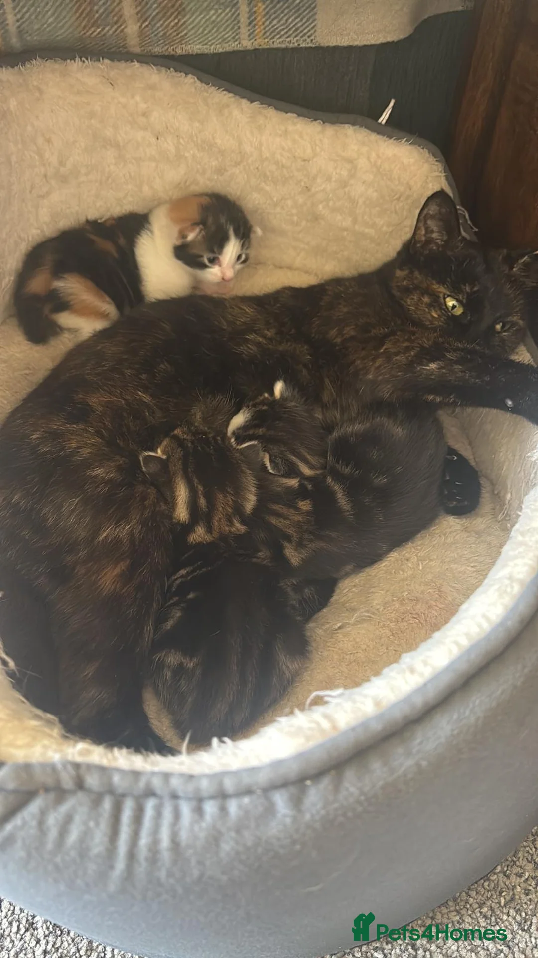 Mixed Breed cats for sale: Gorgeous Little Tuxedo Boy – Last One Remaining! in Saltburn-by-the-Sea - Advert 2