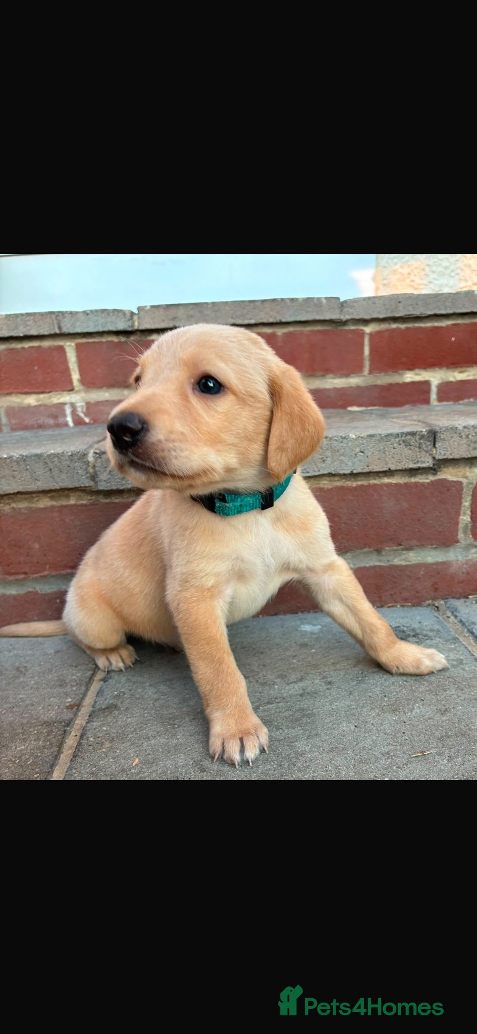 Labrador Retriever dogs Beautiful Labrador retriever puppies in Reading  - Advert 1