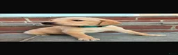 Labrador Retriever dogs for sale: Beautiful Labrador retriever puppies in Reading  - Advert 1